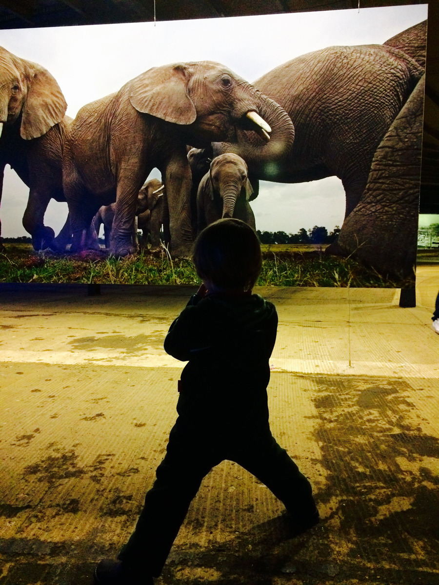 Das Foto zeigt einen kleinen Jungen vor der Fotografie einer Elefantenfamilie