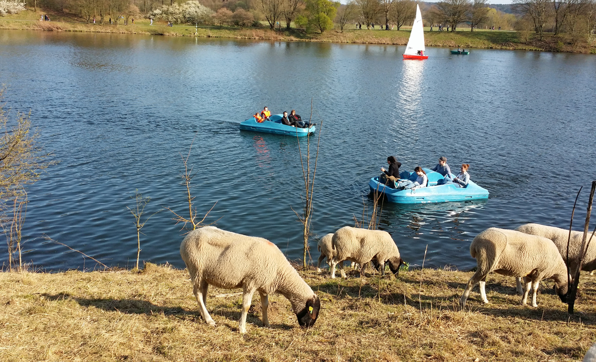 Das Bild zeigt Schafe am Ufer des Kemnader Sees