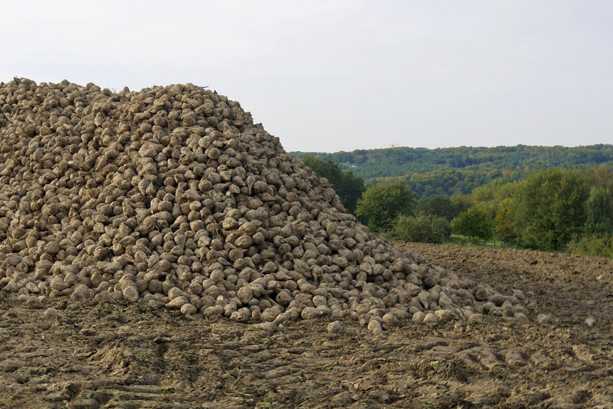 Das Foto zeigt einen Berg von Zuckerrüben auf dem Baldeneysteig in Essen