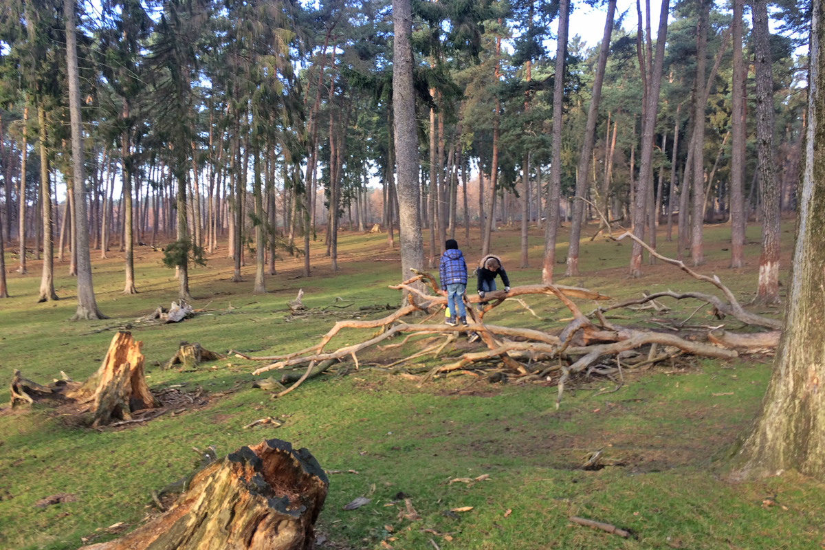 Das Bild zeigt zwei Kinder, die im Naturwildpark Granat klettern
