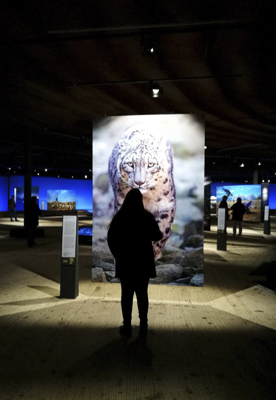 Das Foto zeigt eine Besucherin im Angesicht des Schneeleopard, Bewohner des zentralasiatischen Hochgebirges in der Ausstellung "Der Berg ruft" im Gasometer Oberhausen
