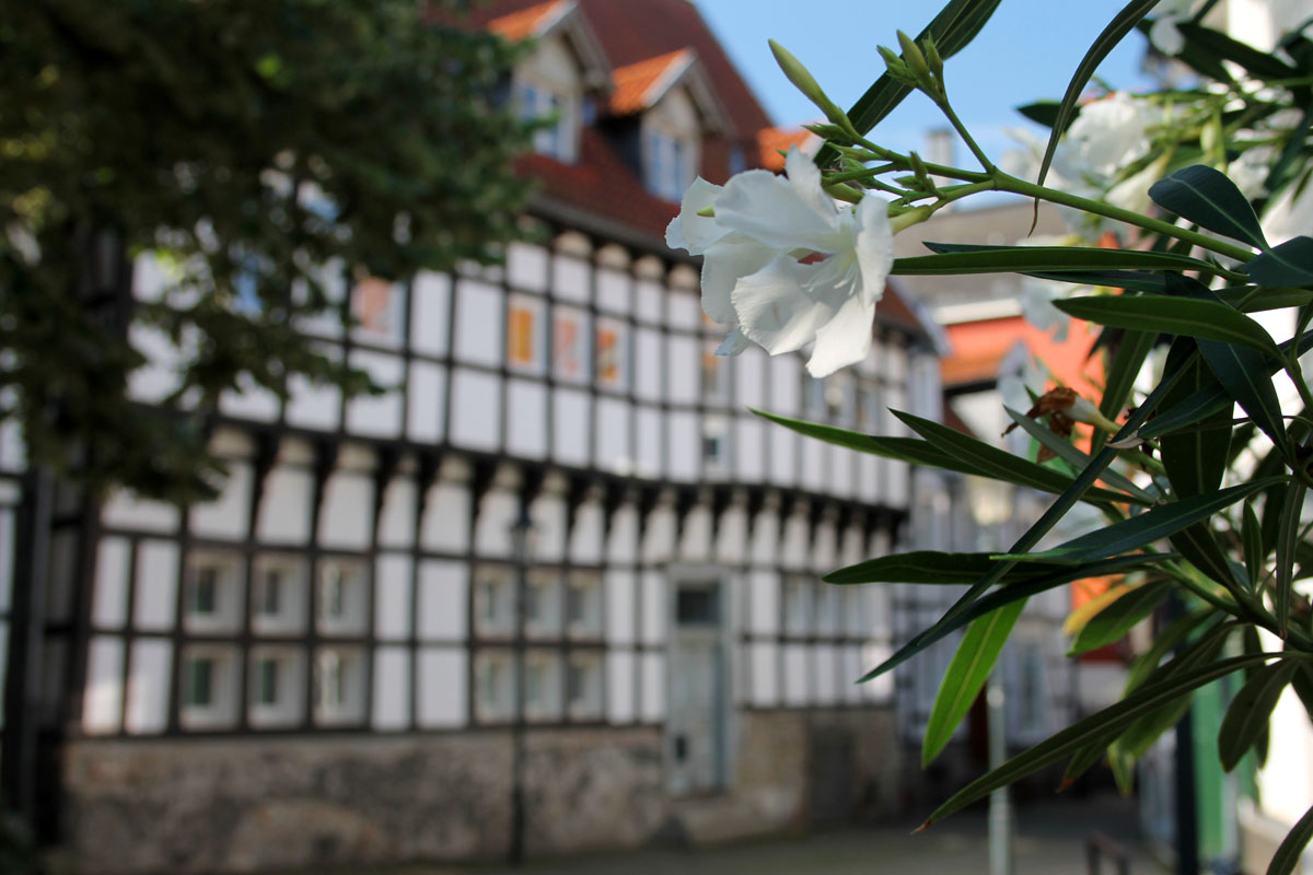 Das Foto zeigt ein Blume und im Hintergrund Fachwerkhäuser