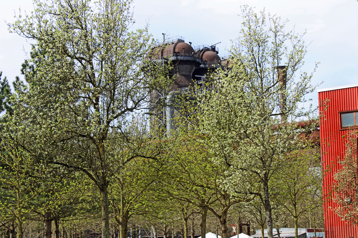 Das Bild zeigt blühende Bäume im Landschaftspark Duisburg-Nord