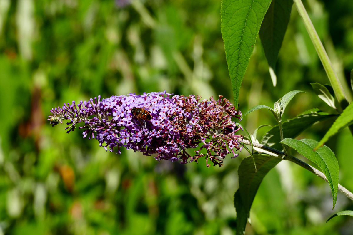 Das Bild zeigt eine Biene auf einer Blume