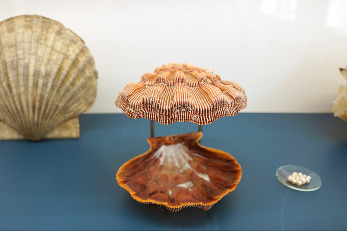 Das Bild zeigt eine Jakobsmuschel im Mineralienmuseum in Essen