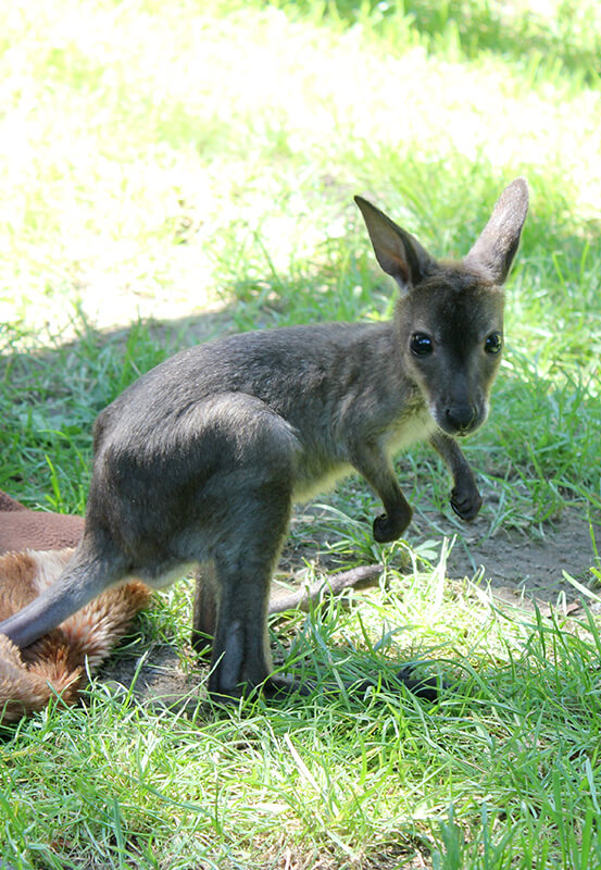 Das Foto zeigt das Kängurubaby Lizzy im Zoo Duisburg