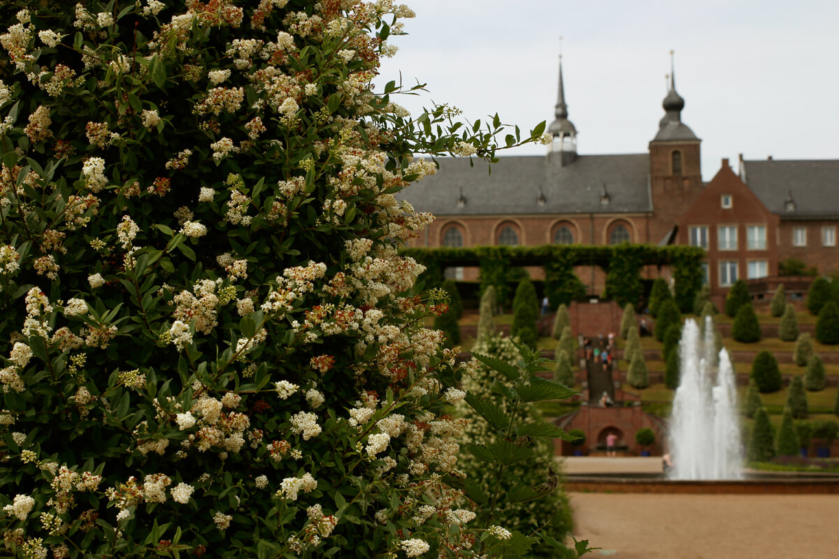 Das Bild zeigt eine Pflanze und im Hintergrund eine Springbrunnen und das Gebäude des Klosters
