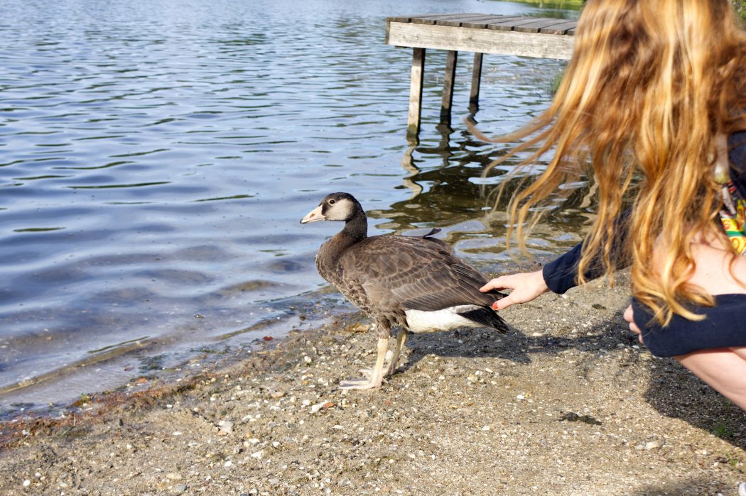 Das Foto zeigt eine Gans in der Dingdener Heide in Hamminkeln