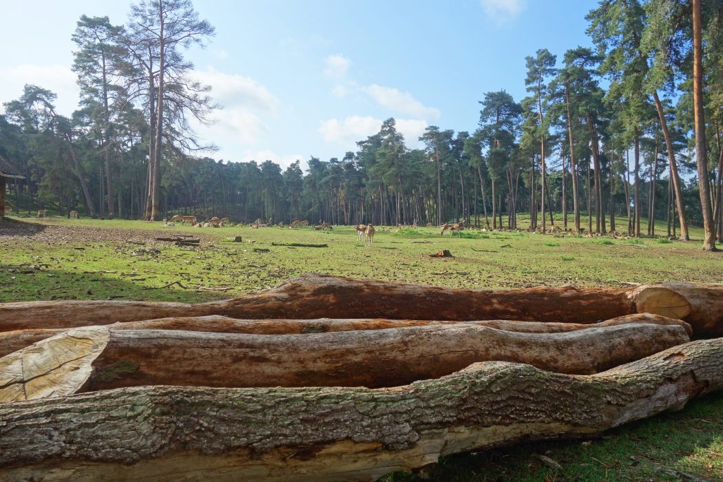 Das Bild zeigt die Landschaft im Wildpark Granat