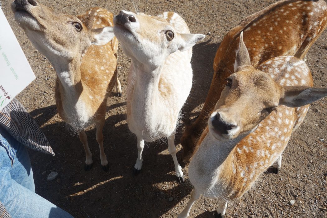 Das Foto zeigt Tiere im Wildpark Granat