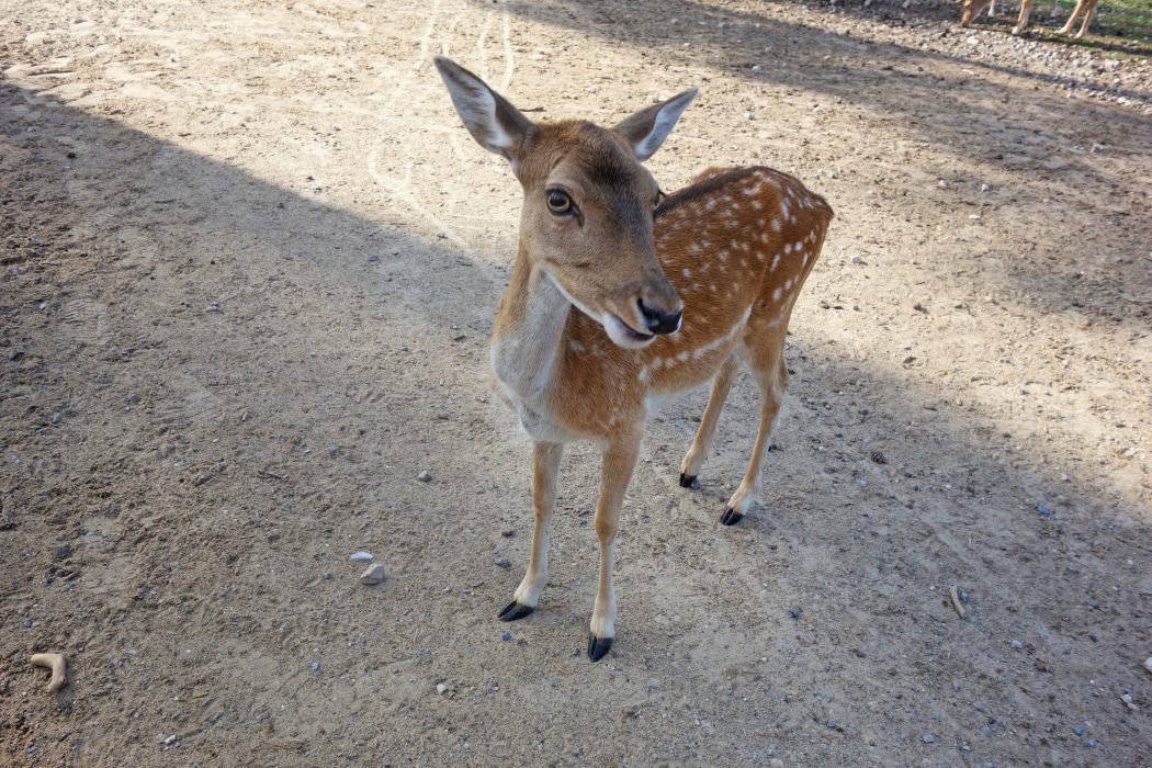 Das Bild zeigt eine Hirschkuh im Wildpark Granat