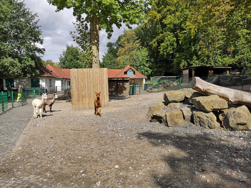 Das Bild zeigt den Streichelzoo im Gysenbergpark in Herne