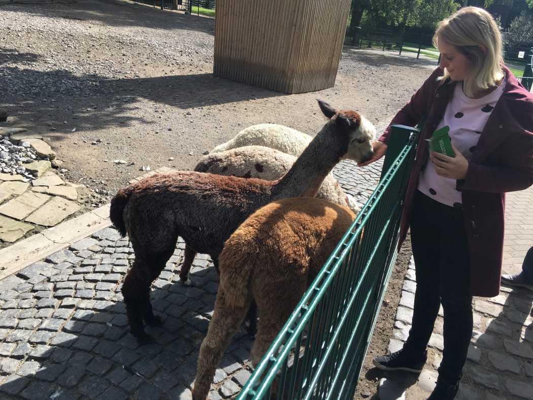 Das Foto zeigt, wie Katalina Alpakas im Gysenbergpark in Herne füttert