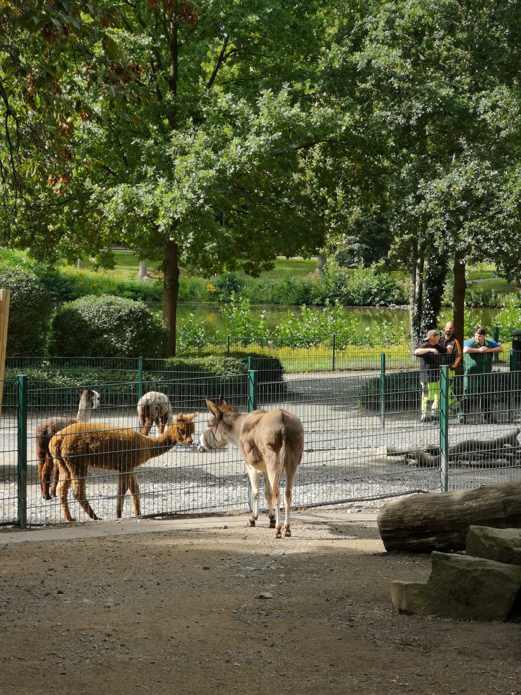 Das Bild zeigt Tiere im Gysenbergpark in Herne