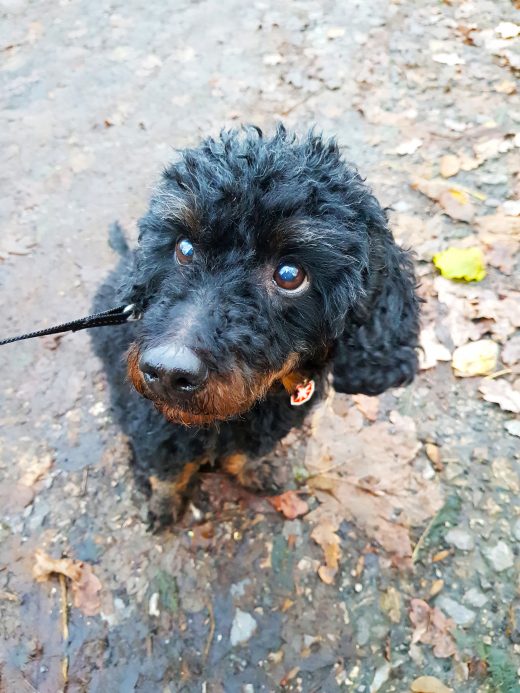 Das Bild zeigt den Hund Sammy