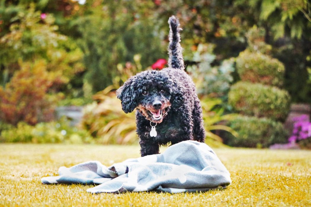 Das Bild zeigt den Hund Sammy