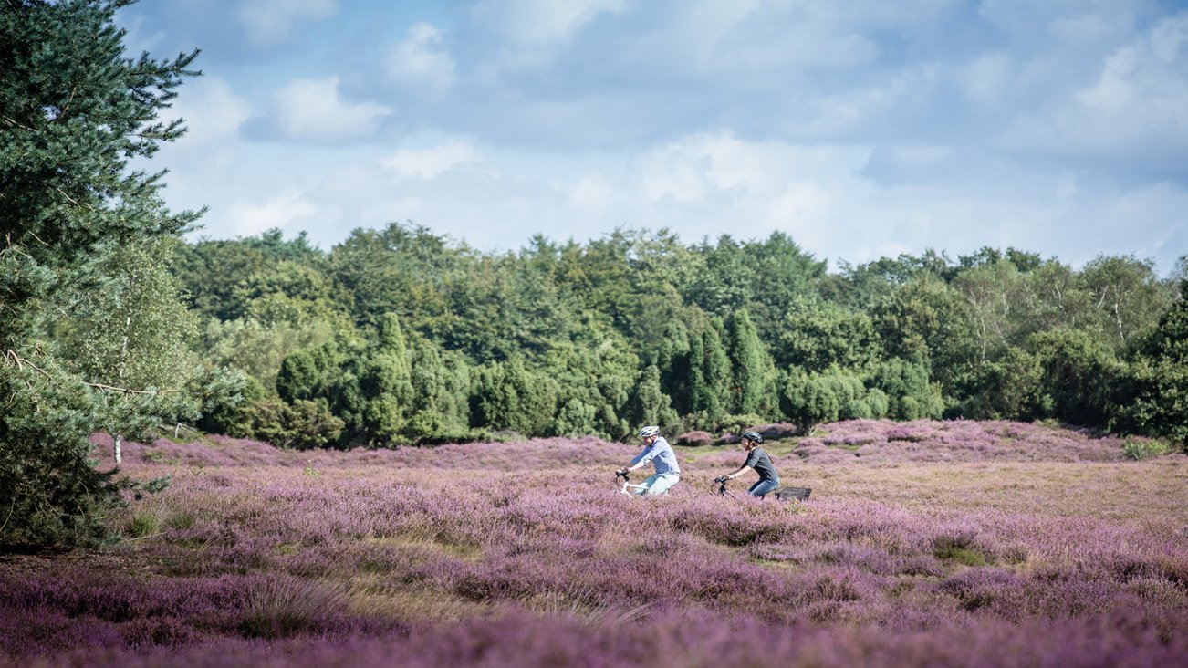 Das Bild zeigt die Westruper Heide