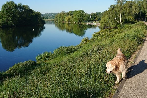 Das Foto zeigt Christins Hund Amigo an der Ruhr