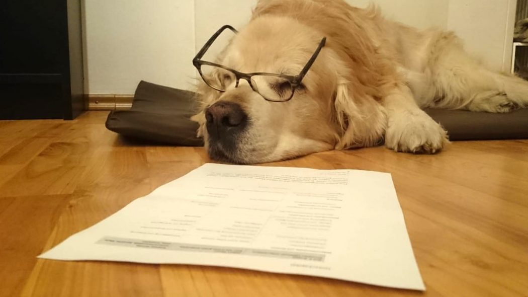 Das Foto zeigt Hund Amigo bei der Arbeit