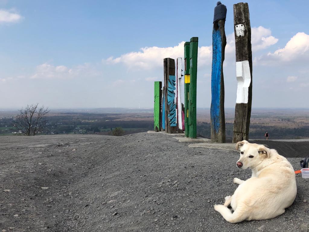 Das Foto zeigt einen Hund auf der Halde Haniel in Bottrop