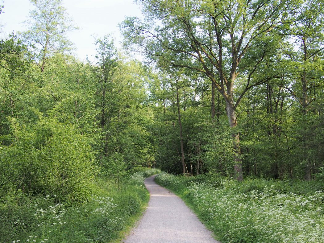 Waldweg im Ruhrgebiet