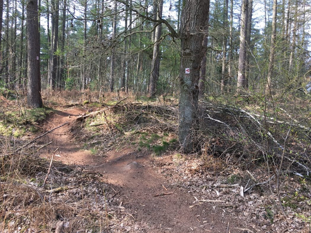 Das Bild zeigt die Mountenbikestrecke in der Haard