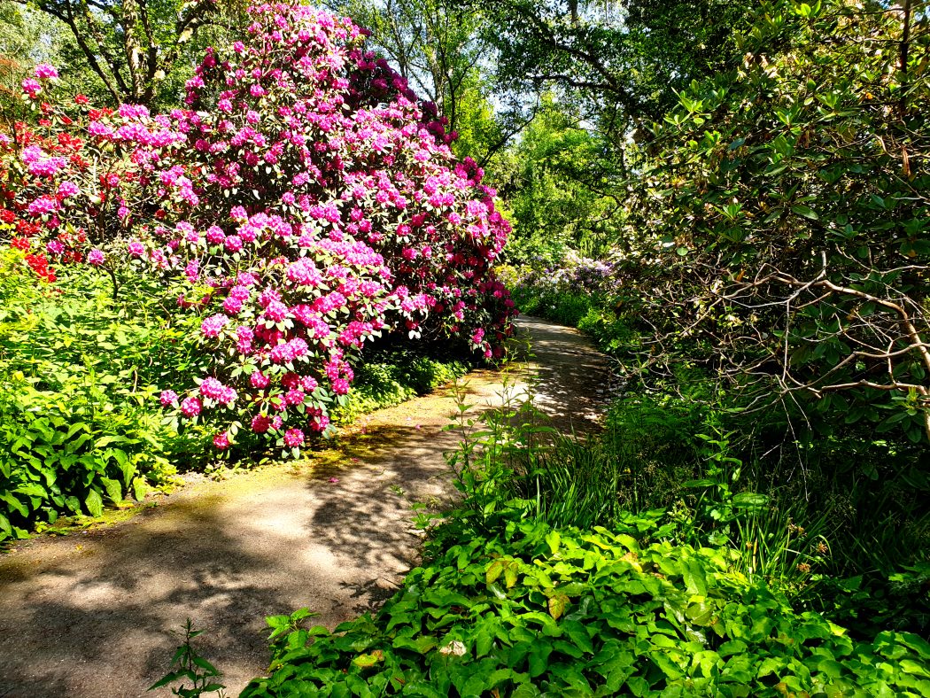 Das Bild zeigt Blumen im Rombergpark Dortmund.