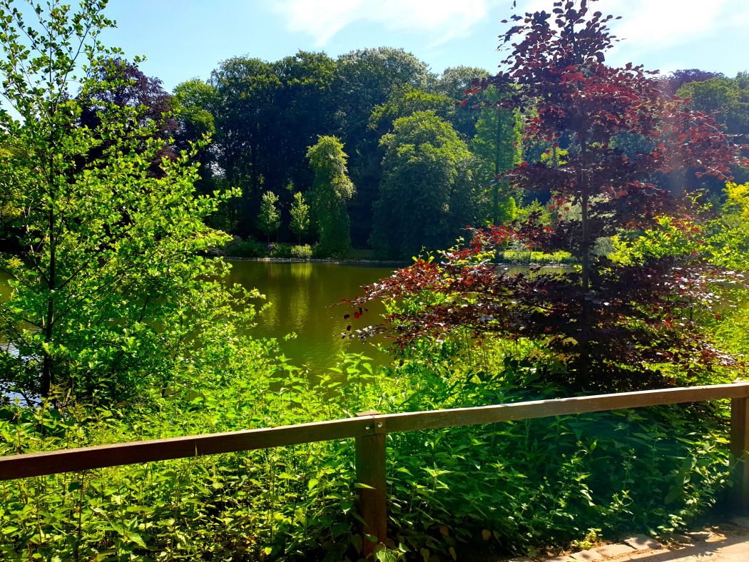 Das Bild zeigt den Teich im Rombergpark