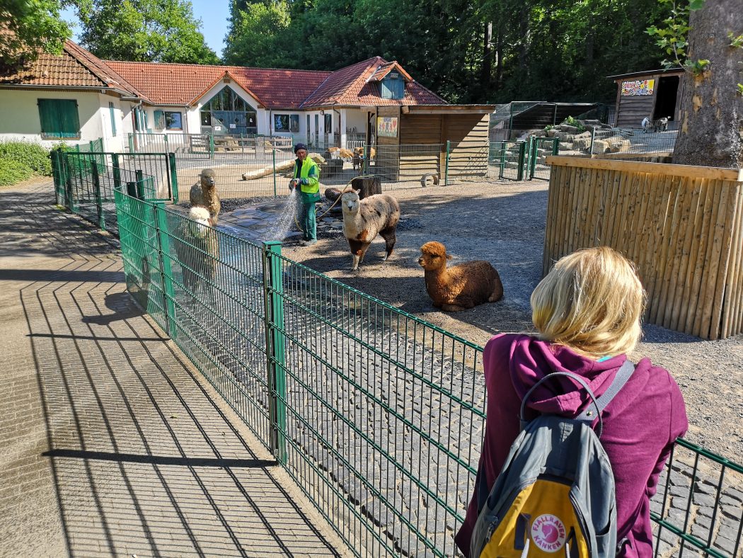 Das Bild zeigt Alpakas im Gysenbergpark