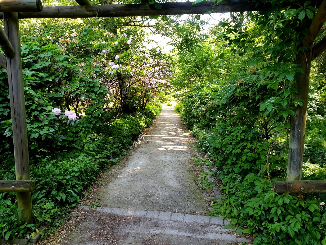 Das Bild zeigt einen grünen Weg im Rombergpark Dortmund