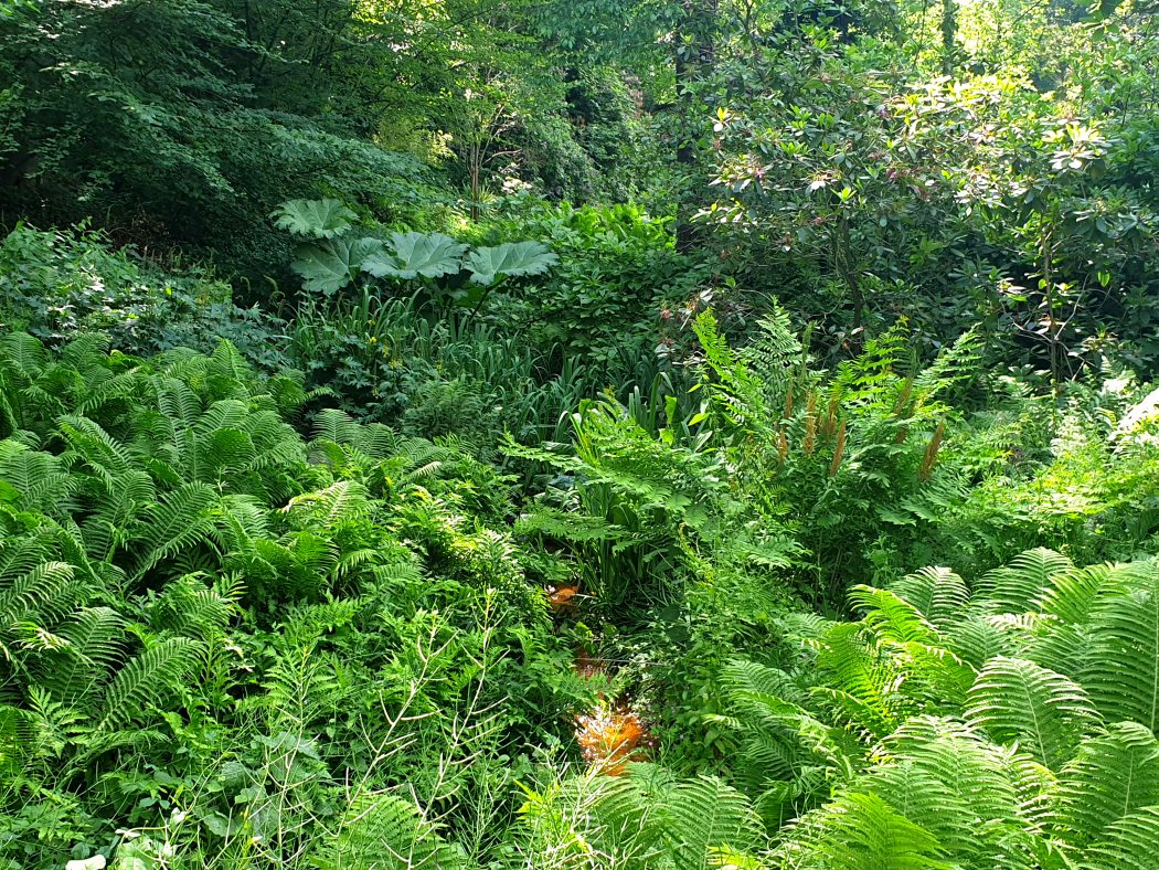 Das Bild zeigt das Primel- und Farntal im Rombergpark Dortmund