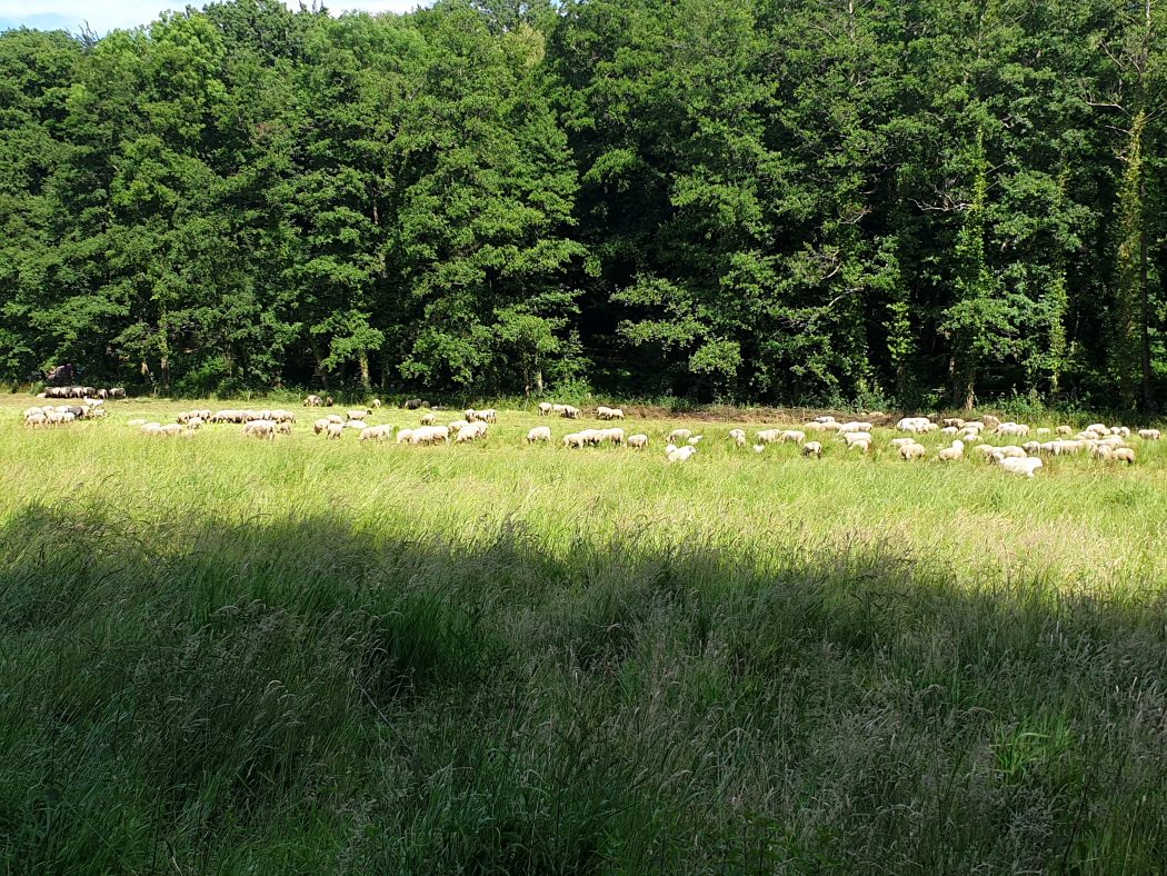 Das Bild zeigt eine Schafsherde im Rombergpark Dortmund