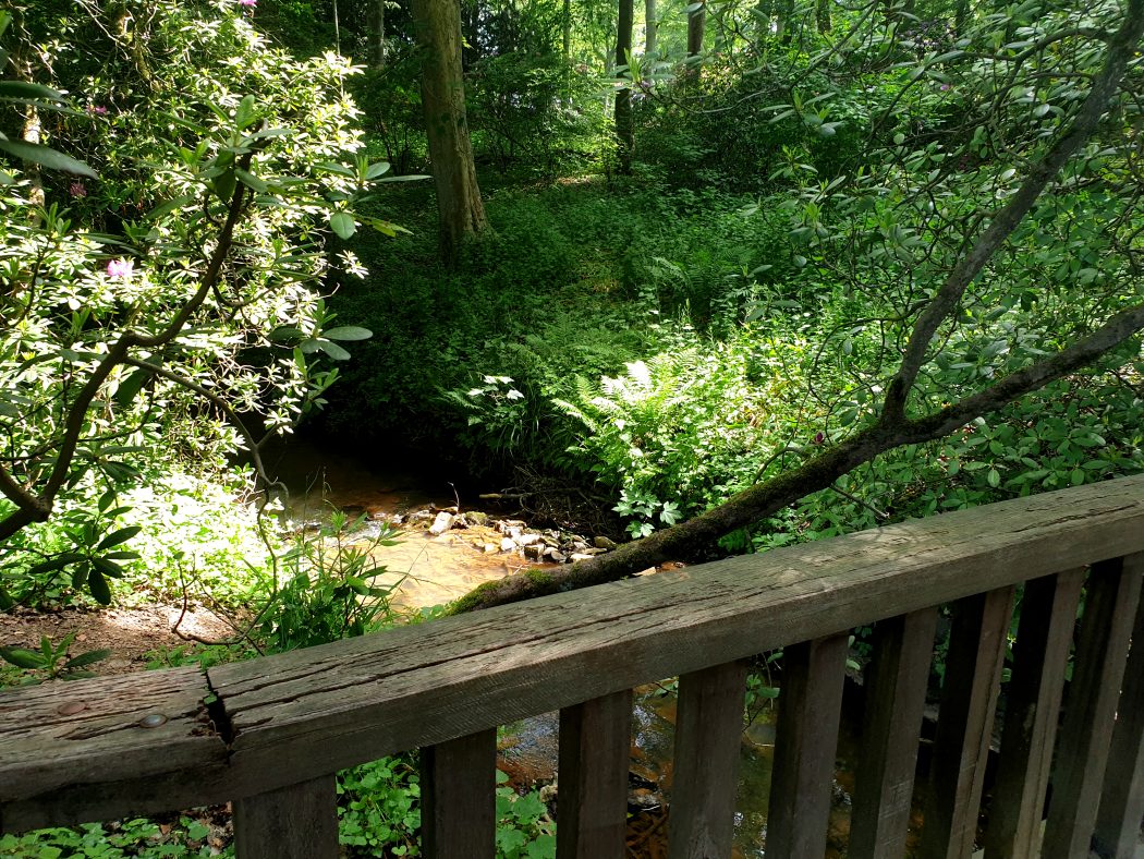 Das Bild zeigt einen Bach im Rombergpark Dortmund