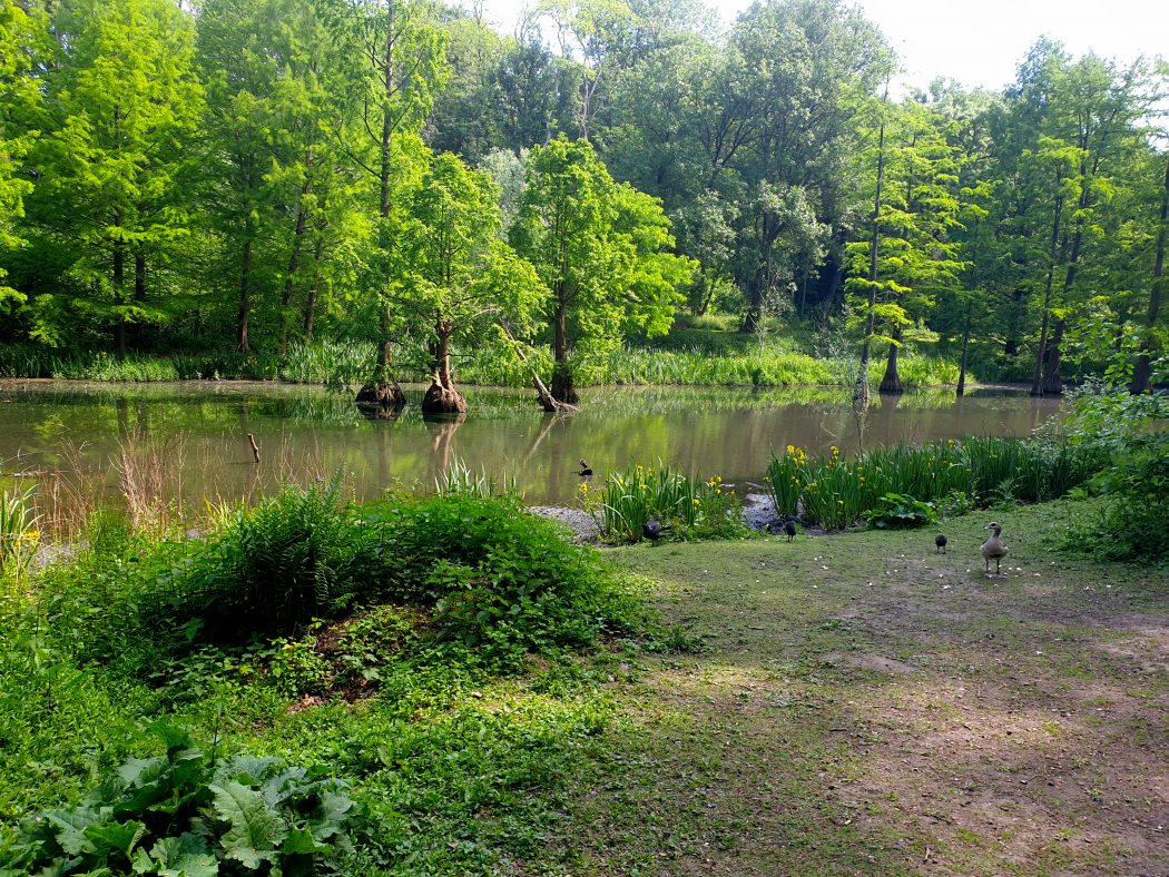 Das Bild zeigt Sumpfzypressen im Rombergpark Dortmund