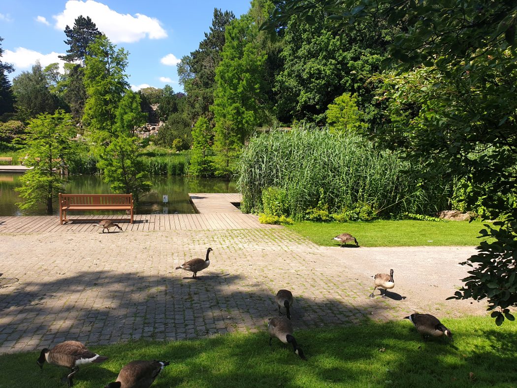 Das Bild zeigt Gänse im Grugapark Essen