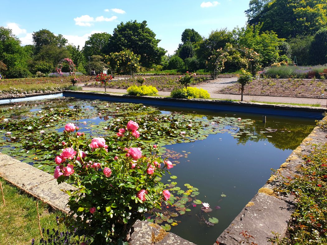 Das Bild zeigt den Rosengarten im Grugapark Essen