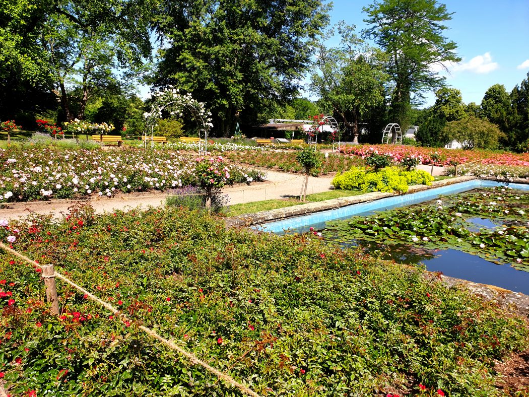 Das Bild zeigt den Rosengarten im Grugapark Essen