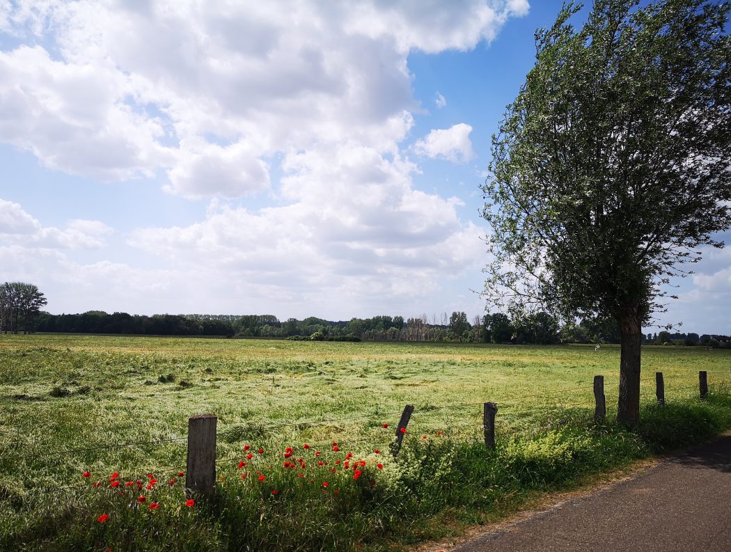 Das Bild zeigt eine grüne Wiese mit Wohnblumen am Rand.