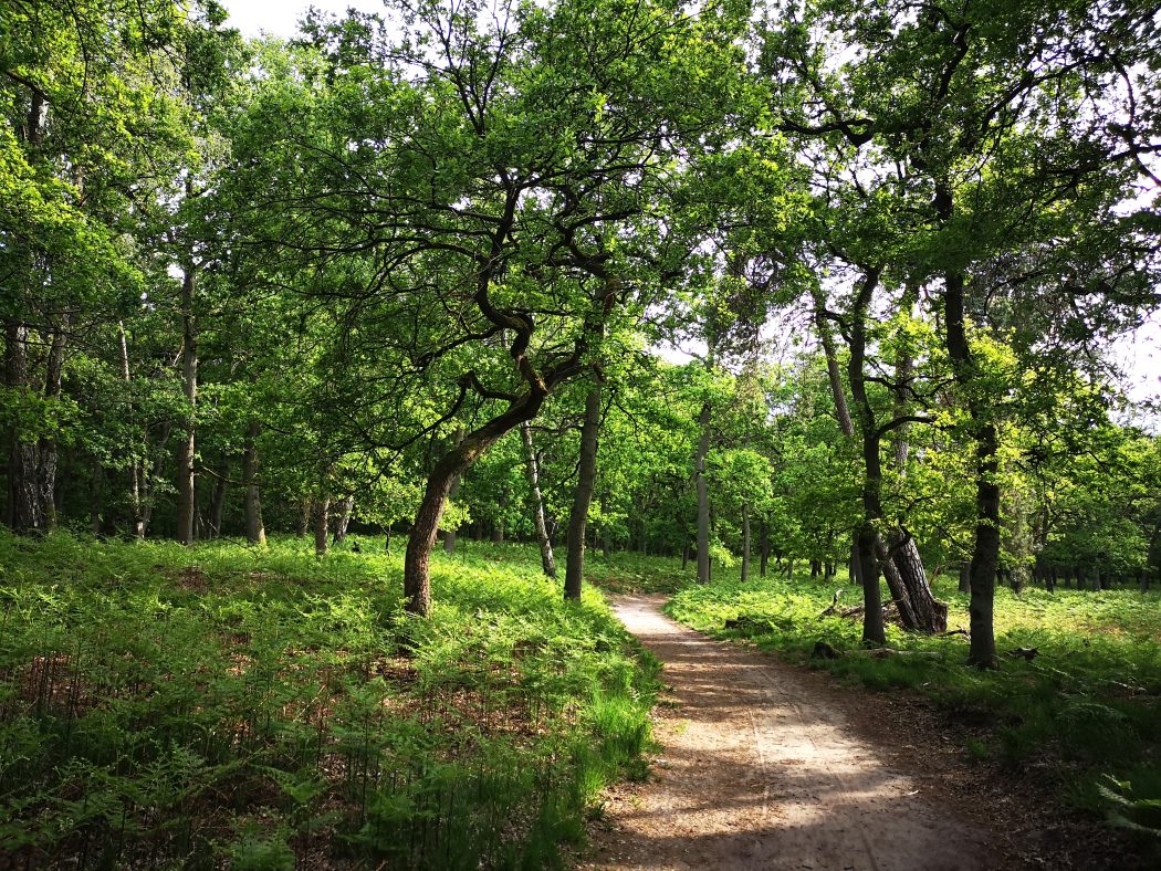 Das Bild zeigt einen Weg in einem Wald.