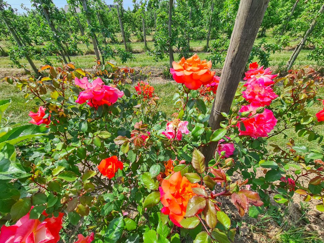 Das Foto zeigt hübsche Rosen auf dem Neuhollandshof im Kreis Wesel