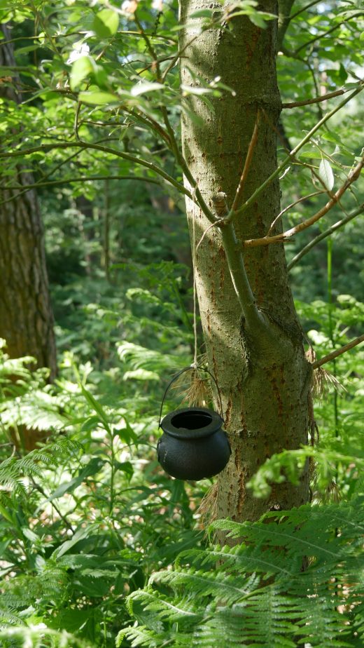 Das Bild zeigt einen Baum im Naturpark Hohe Mark