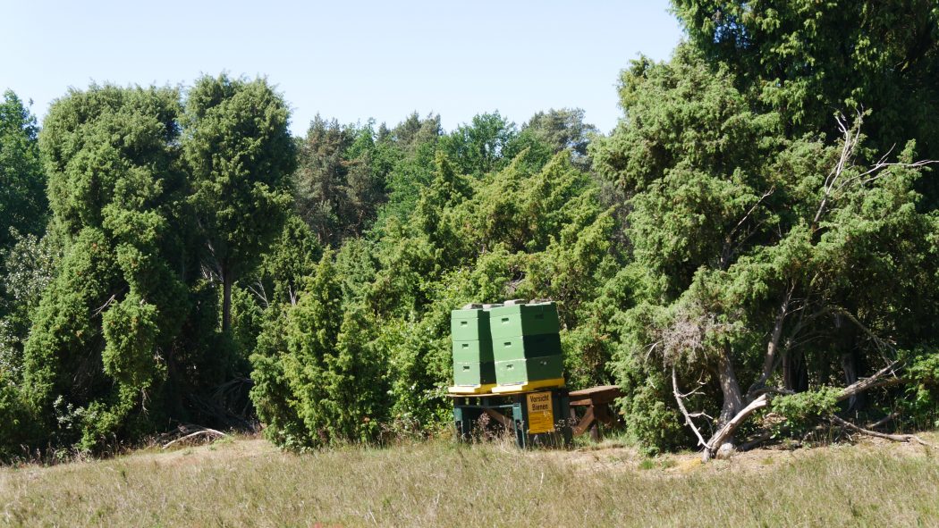 Das Bild zeigt die Holtwicker Wacholderheide