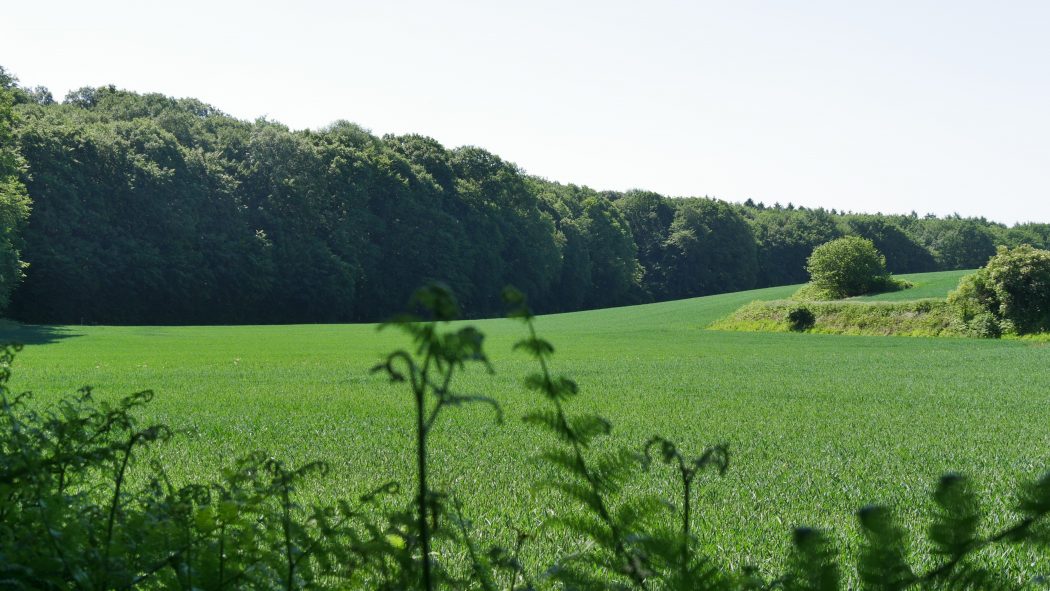 Das Bild zeigt einen Teil des Hohe Mark Steigs