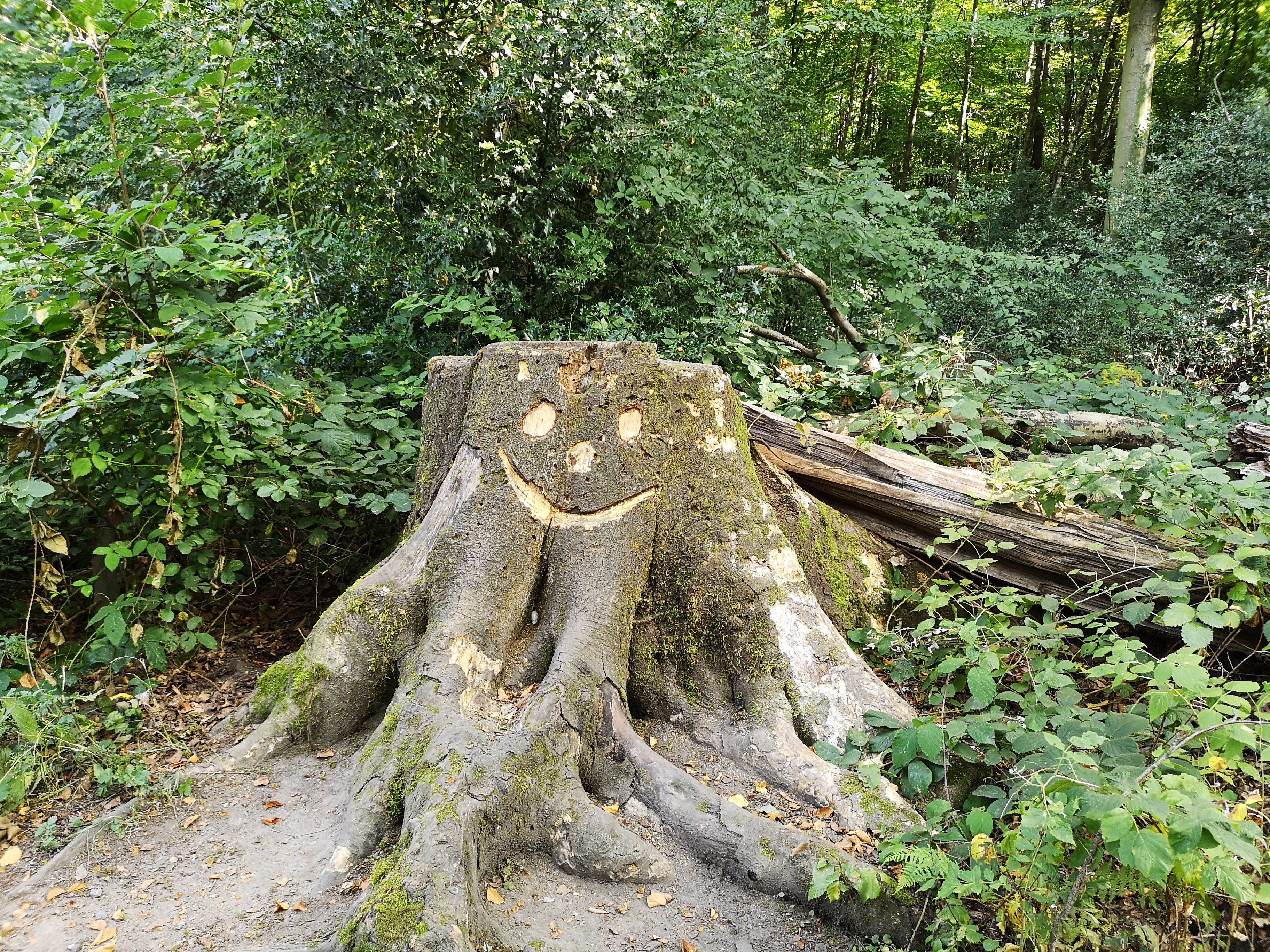 Das Foto zeigt einen lächelnden Baumstamm im Weitmarer Holz in Bochum