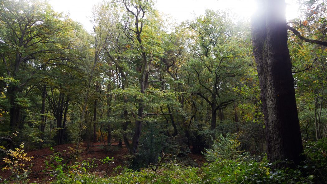 Das Foto zeigt eine Waldidylle in Duisburg