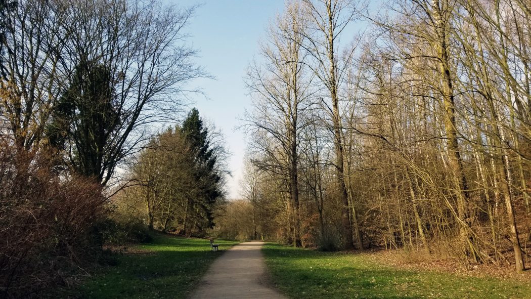 Das Bild zeigt einen Wanderweg in einem Wald