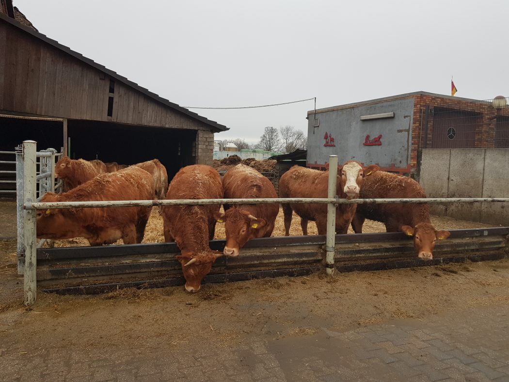 Das Foto zeigt die Rinder des Hofs Schulte-Schüren in Bochum