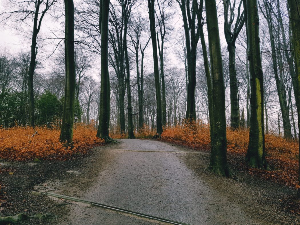 Das Foto zeigt den Süggelwald in Dortmund