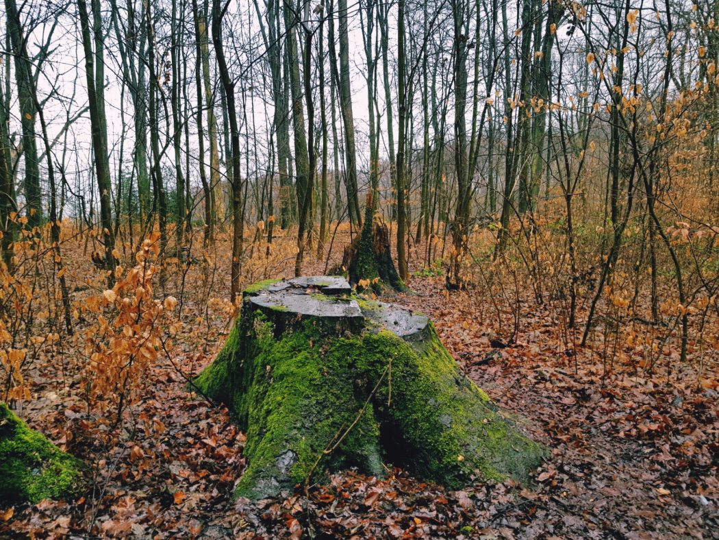 Das Foto zeigt den Süggelwald in Dortmund