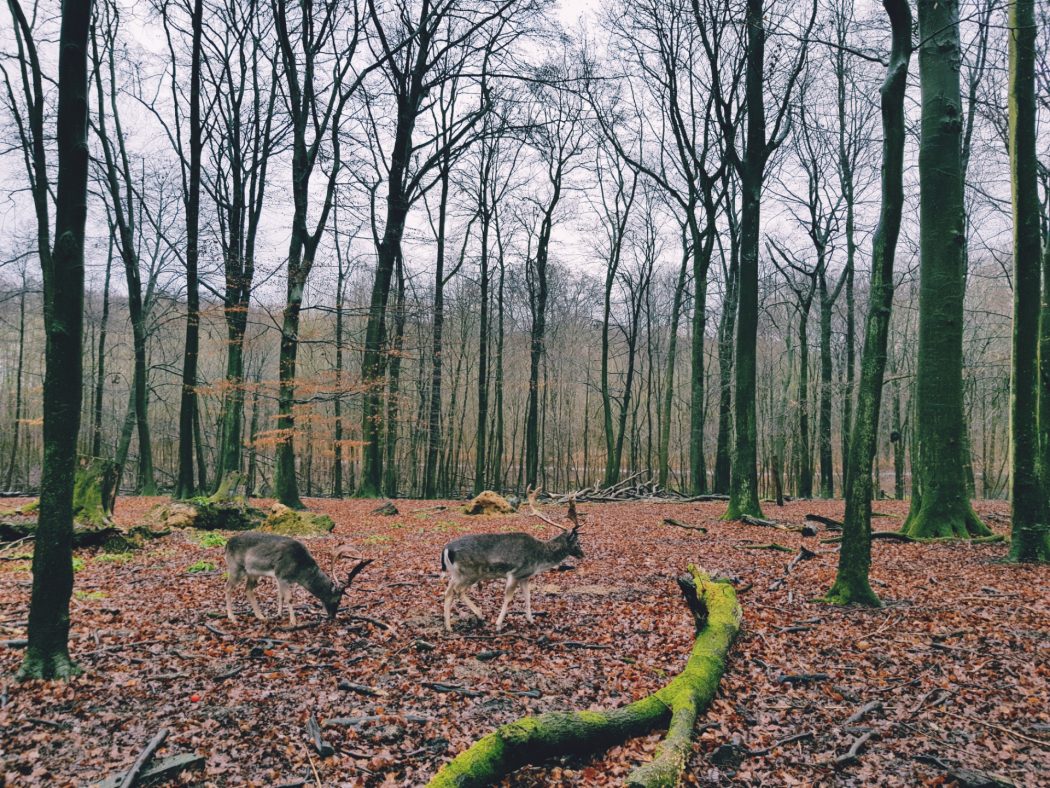 Das Foto zeigt Damwild im Süggelwald in Dortmund